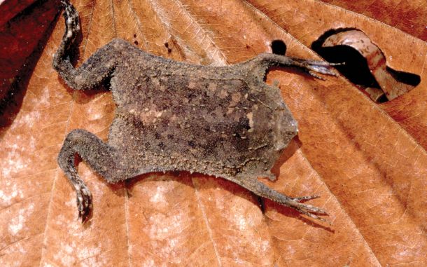 Baby on Board: The Amazing Story of a Surinam Toad Coming to Life