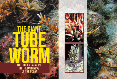 The Giant Tube Worm: The Hidden Paradise in the Darkness of the Ocean