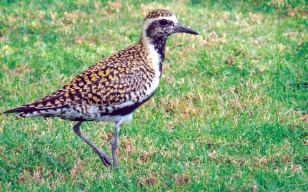 Nonstop from Alaska to Hawaii: Pacific Golden Plovers and Their Miraculous Journey across the Ocean