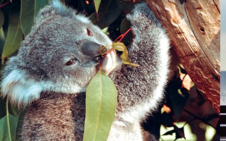 Koala