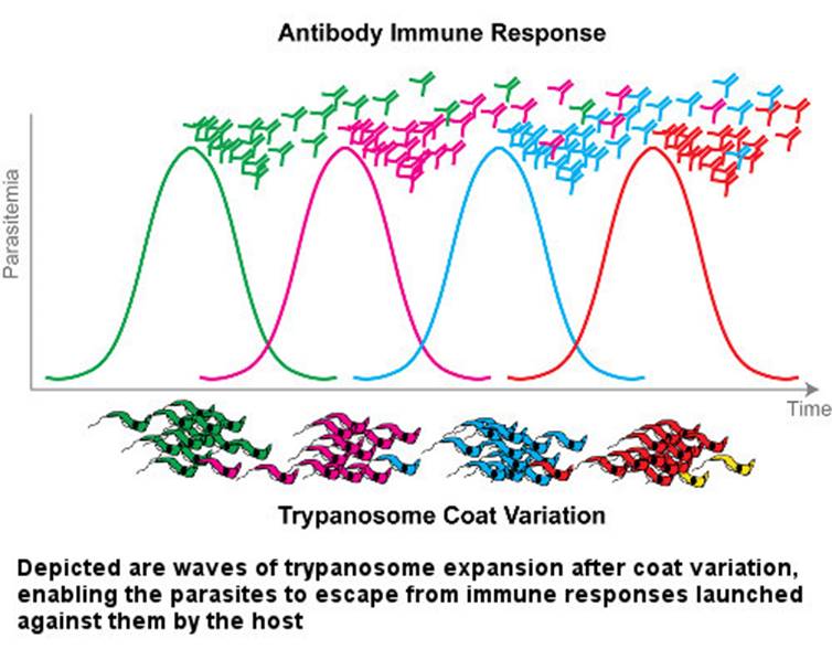 trypanosoma antigenic variation